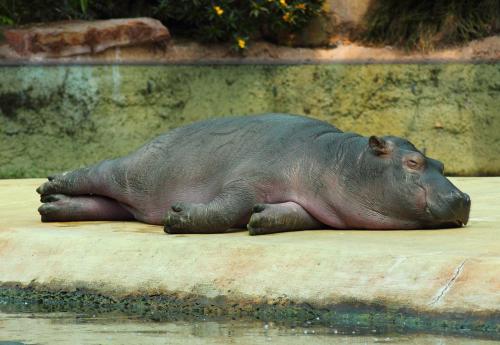 hippopotamus-537133_1280.jpg