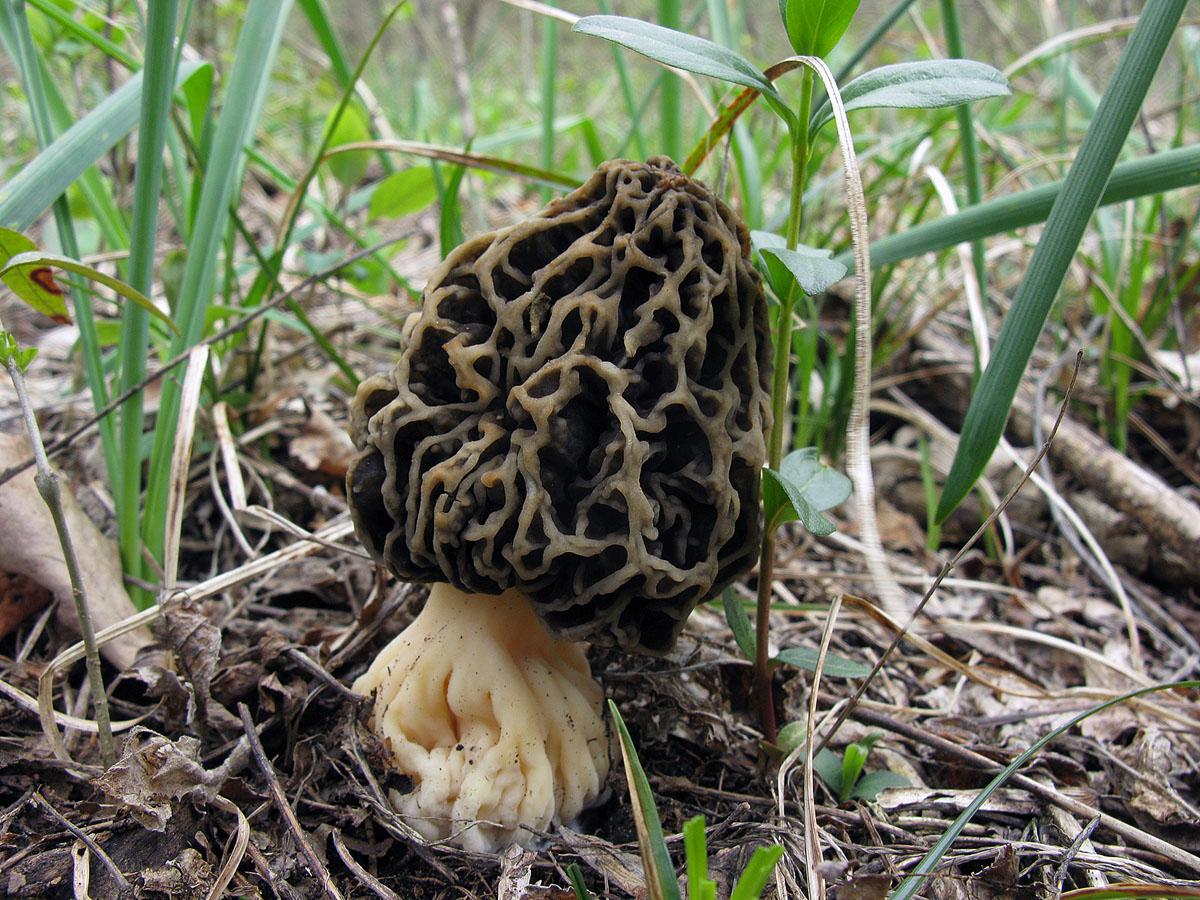 Сумчатый гриб похожий на сморчок. Сморчки грибы. Гриб сморчок обыкновенный. Сморчок деликатесный. Сморчки сморчки.