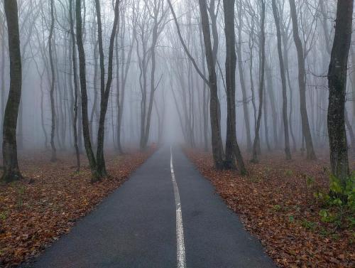 Дорога в тумане.jpg