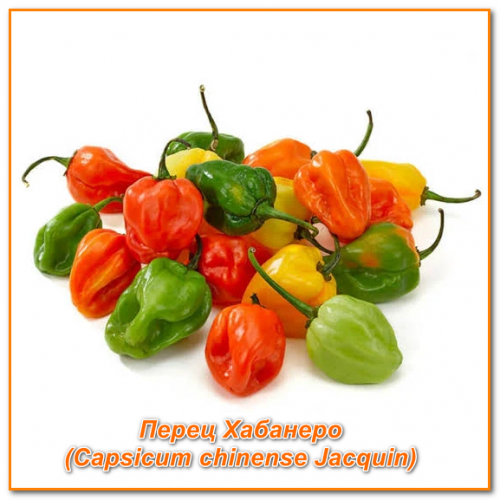 2025-10-07_перц хабанеро.png